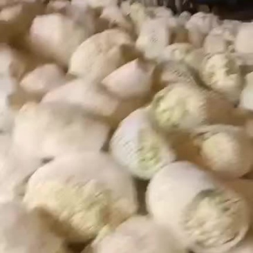 精品白面小米粒