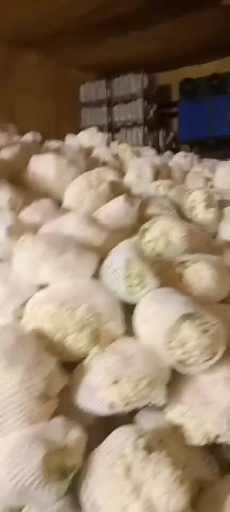 精品白面小米粒
