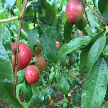 黄肉油桃摘果