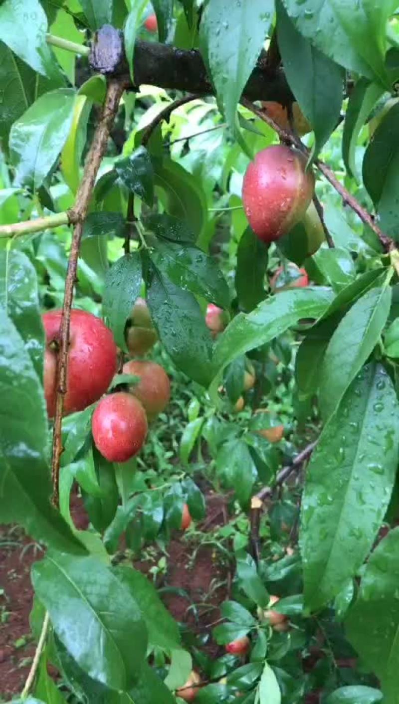 黄肉油桃摘果
