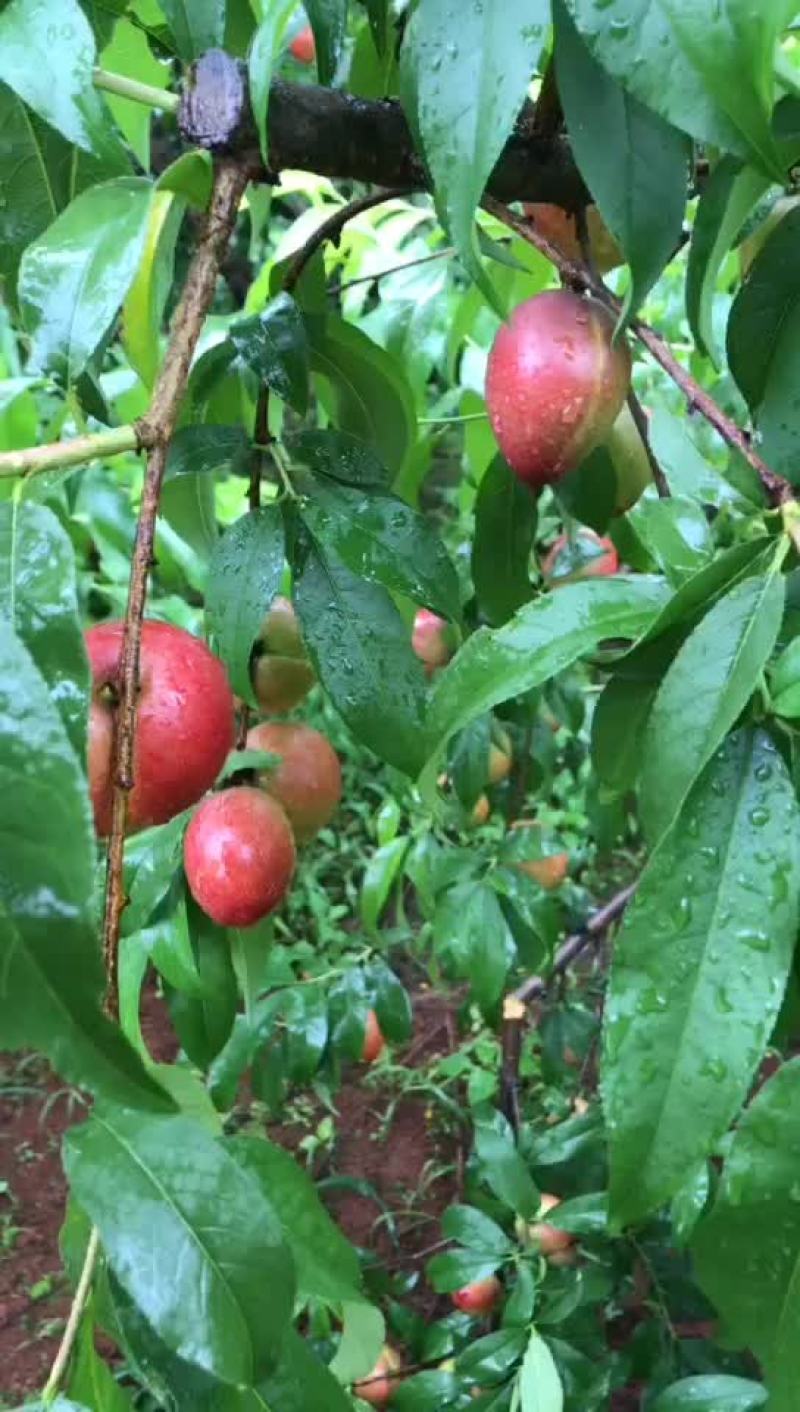 黄肉油桃摘果