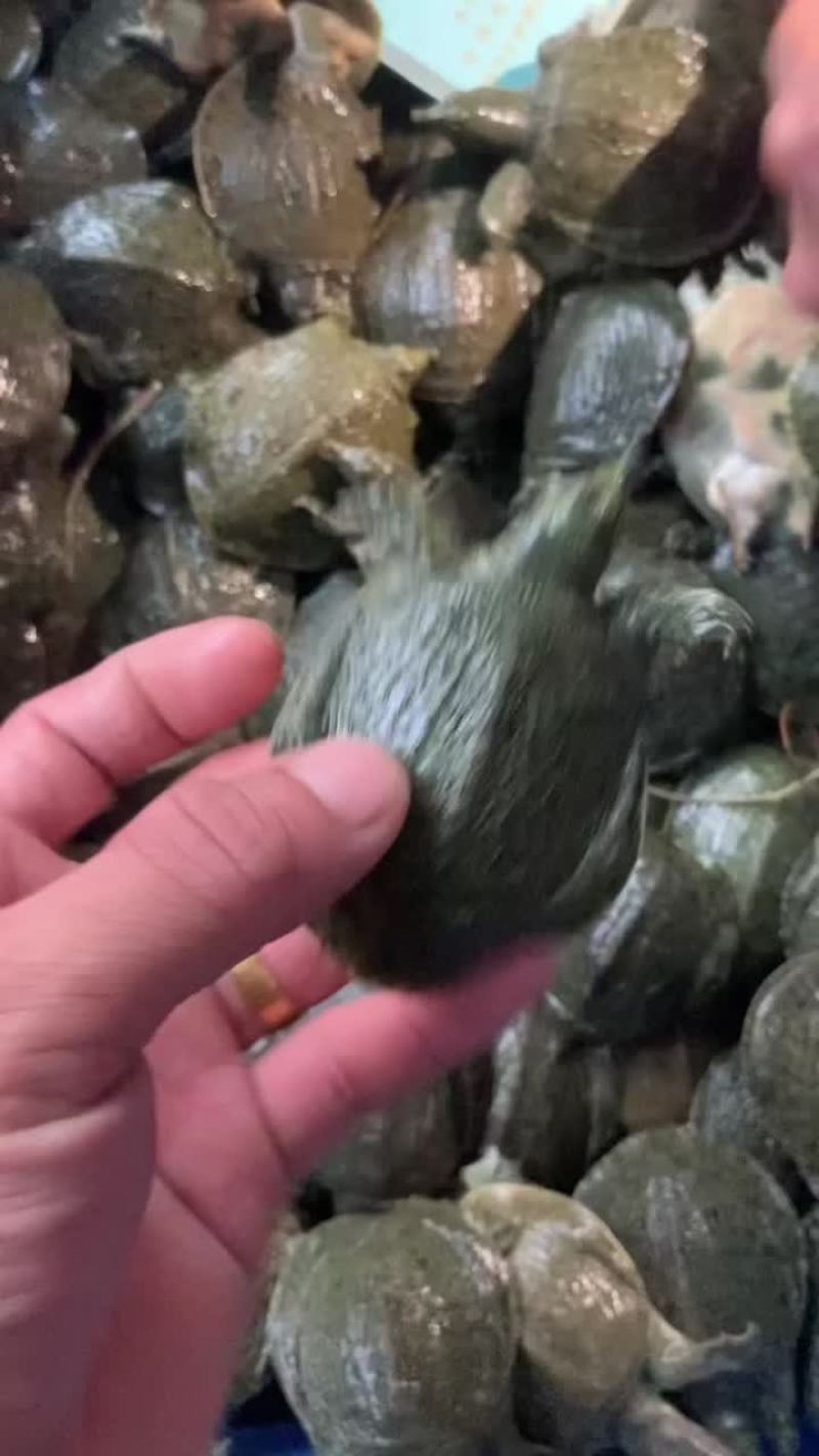 本地甲鱼苗