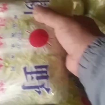 大娃娃菜
