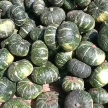 板栗南瓜大量上市需要的老板联系我