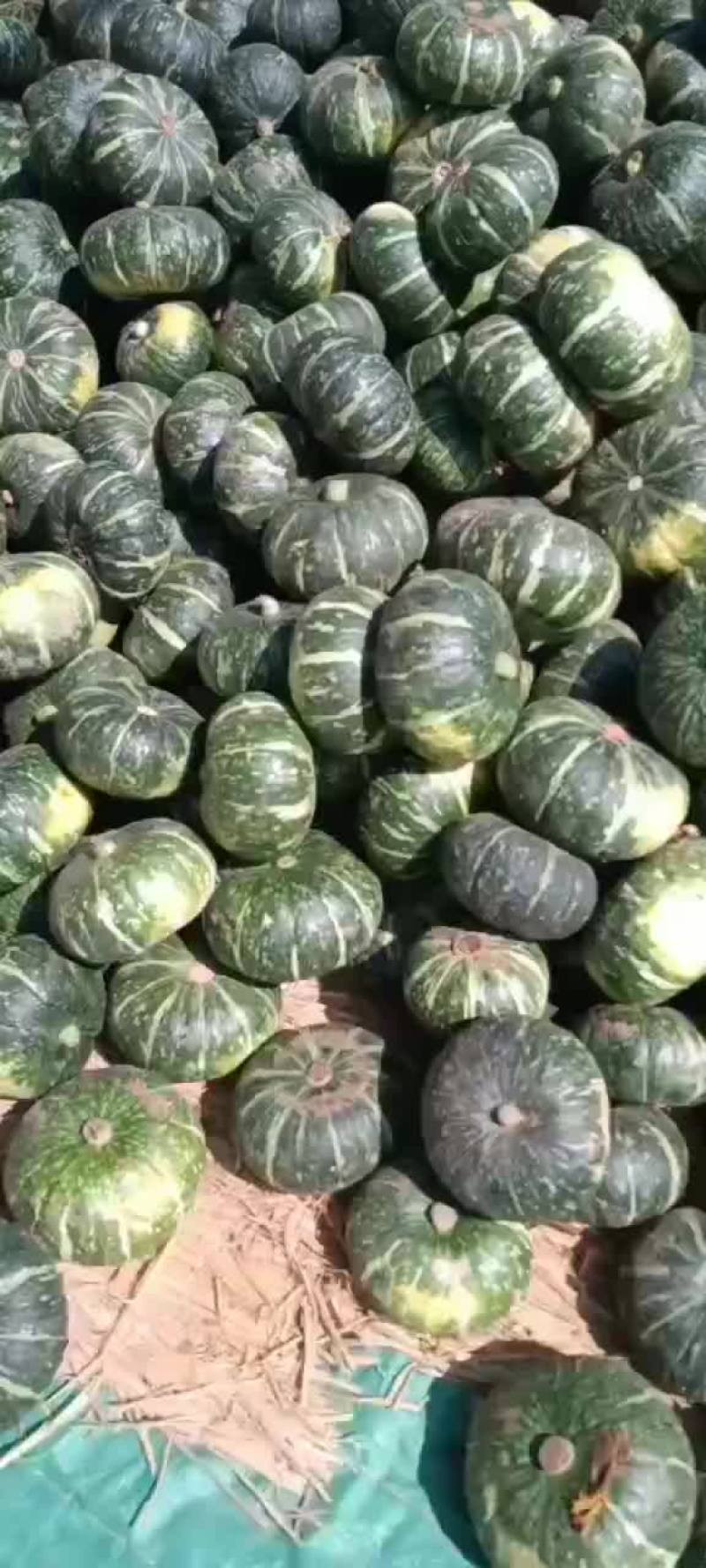 板栗南瓜大量上市需要的老板联系我