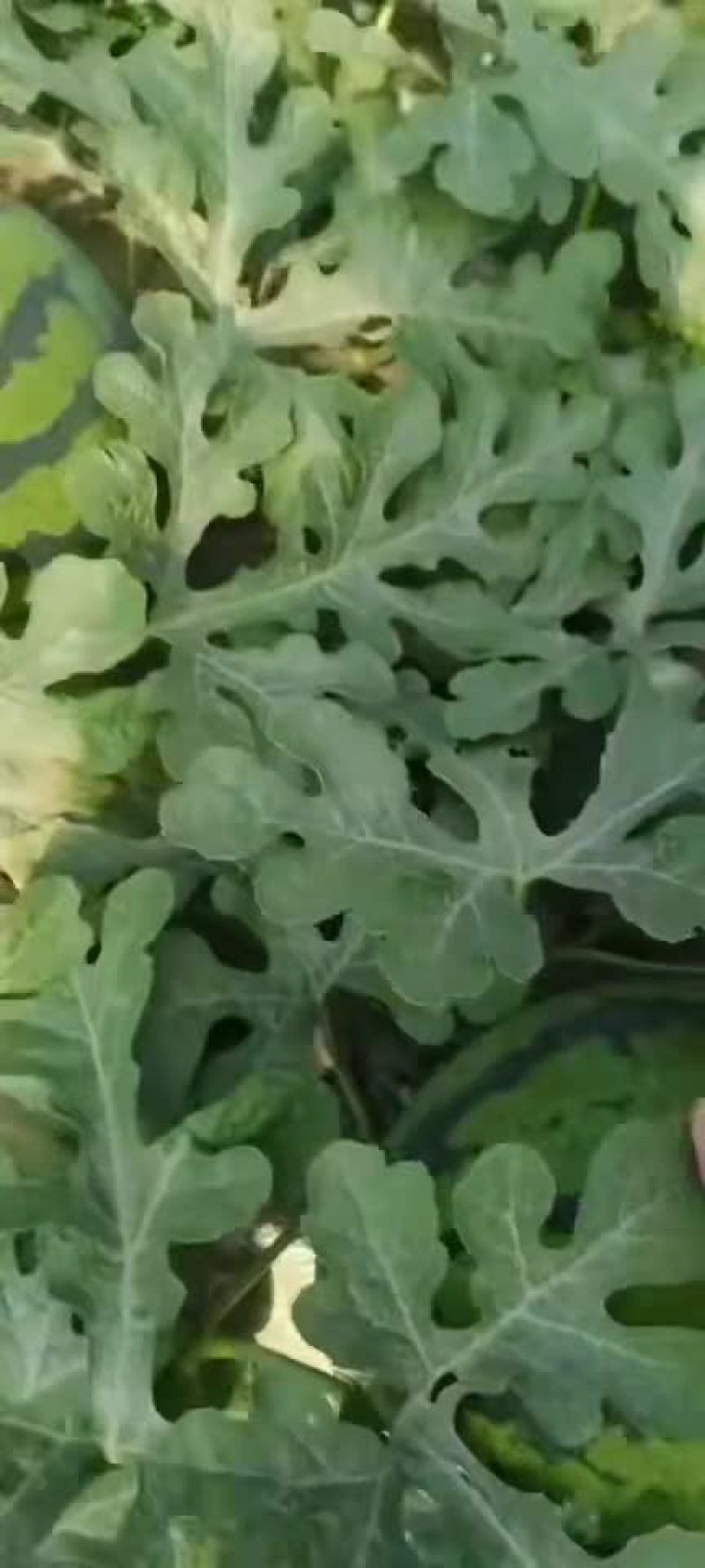 河北甜王西瓜产地直销价格美丽，量大从优，欢迎来电