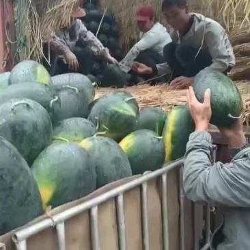 黑美人西瓜
