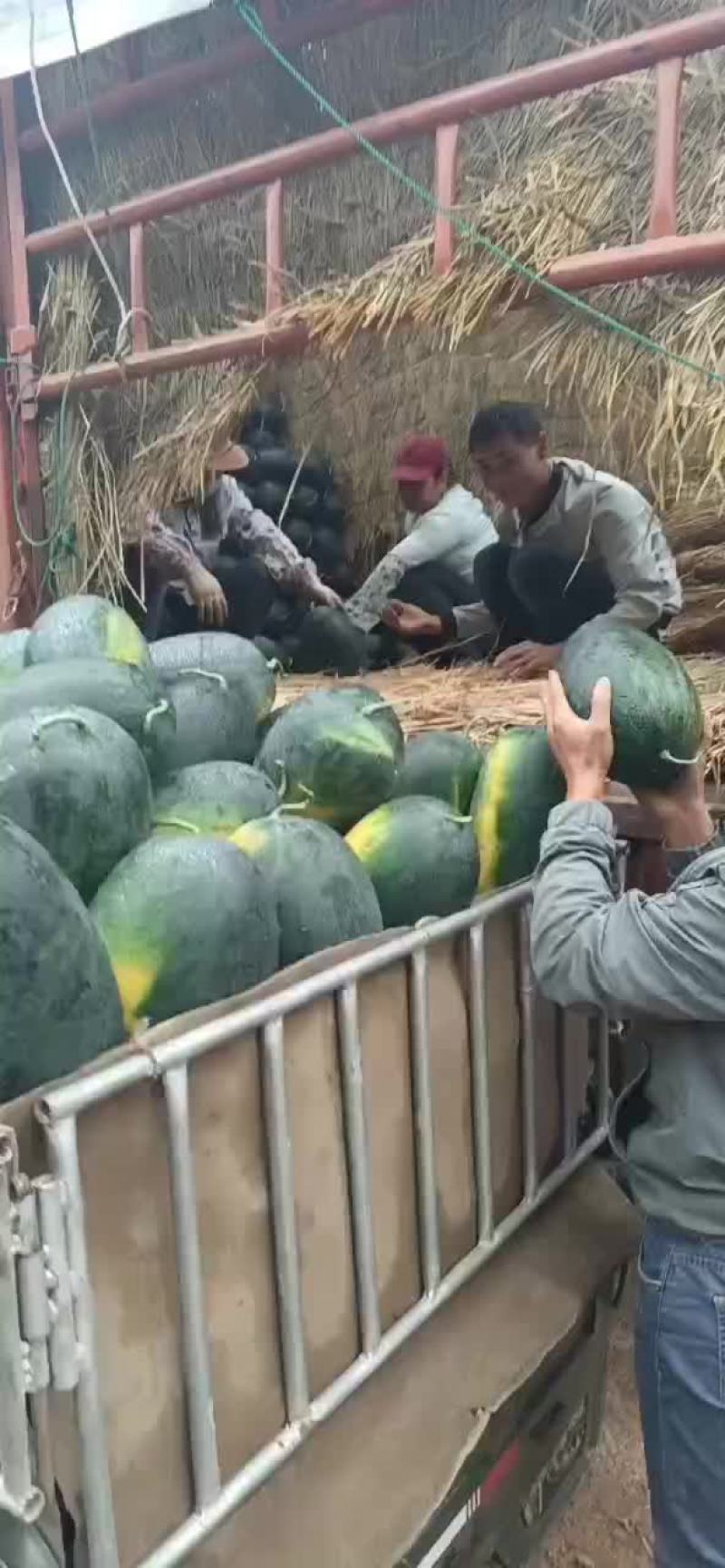 黑美人西瓜