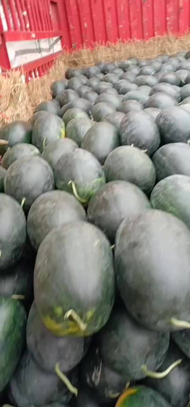 黑美人西瓜