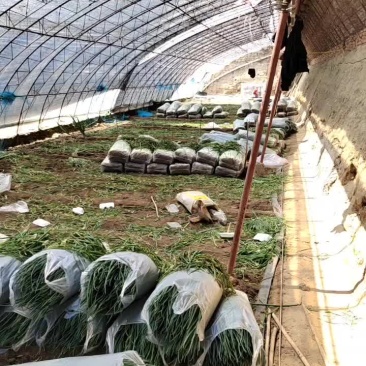 四季小葱