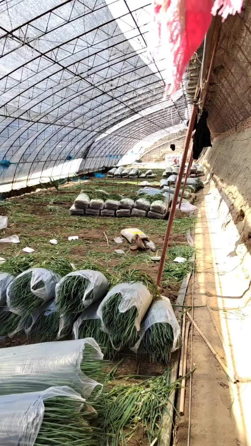四季小葱