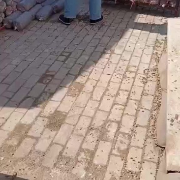 常年出售平菇榆黄蘑出菇菌包