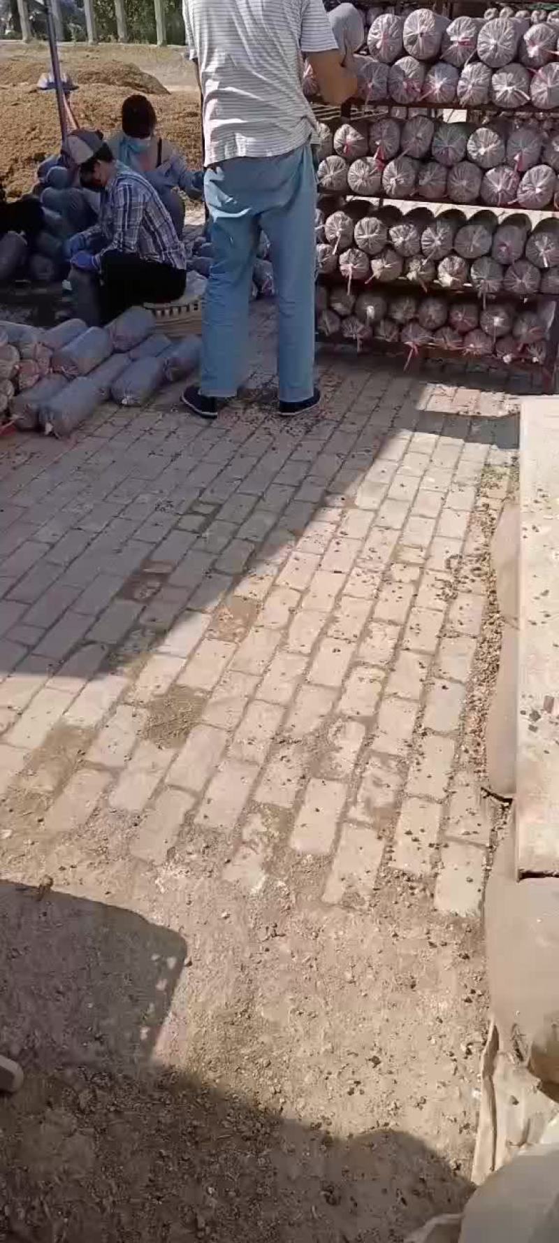 常年出售平菇榆黄蘑出菇菌包
