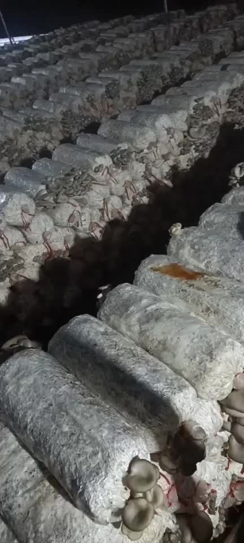 常年出售平菇榆黄蘑出菇菌包