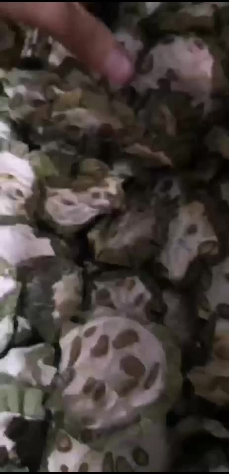 青瓜蒌片