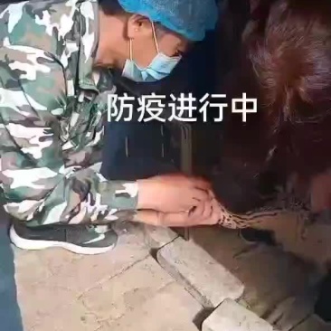 鸵鸟苗，现货