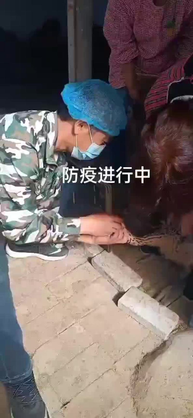 鸵鸟苗，现货