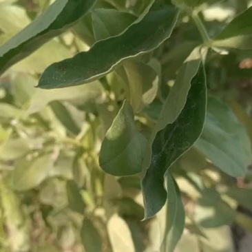 青蚕豆