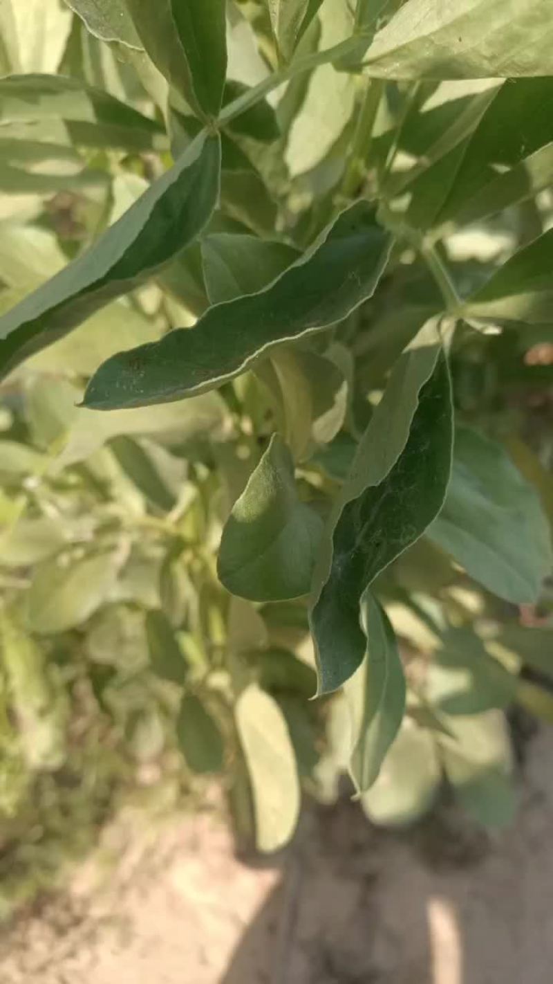 青蚕豆