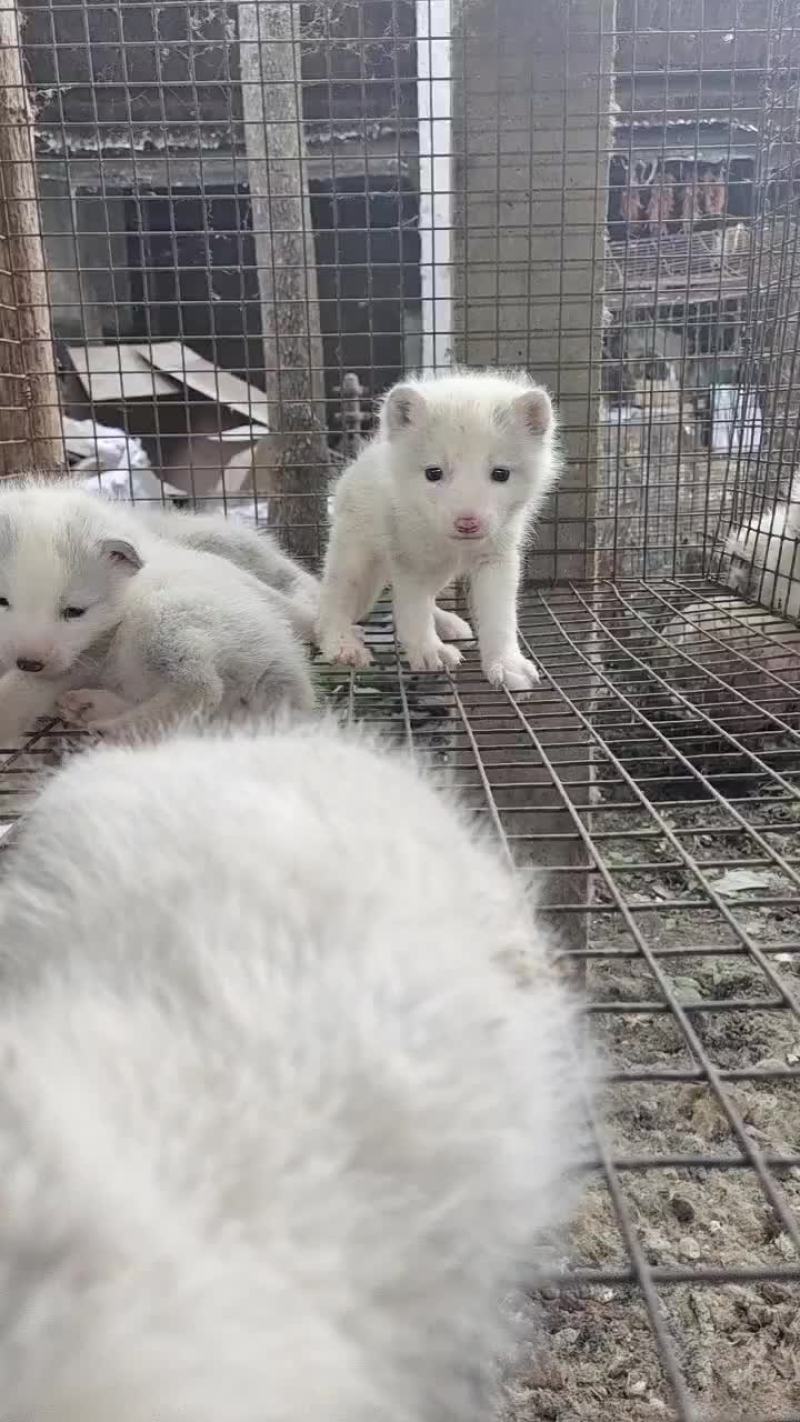 宠物狐狸