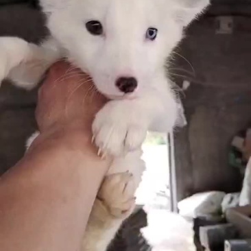 宠物狐狸