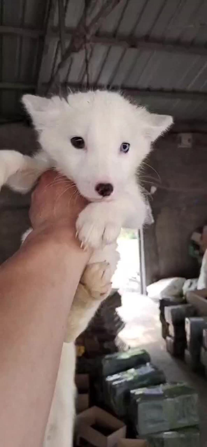 宠物狐狸