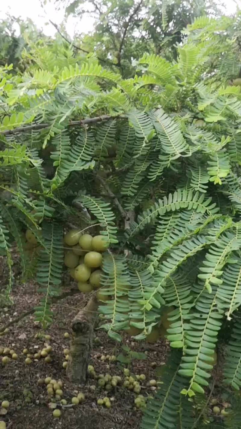 油干果产地自产自销
