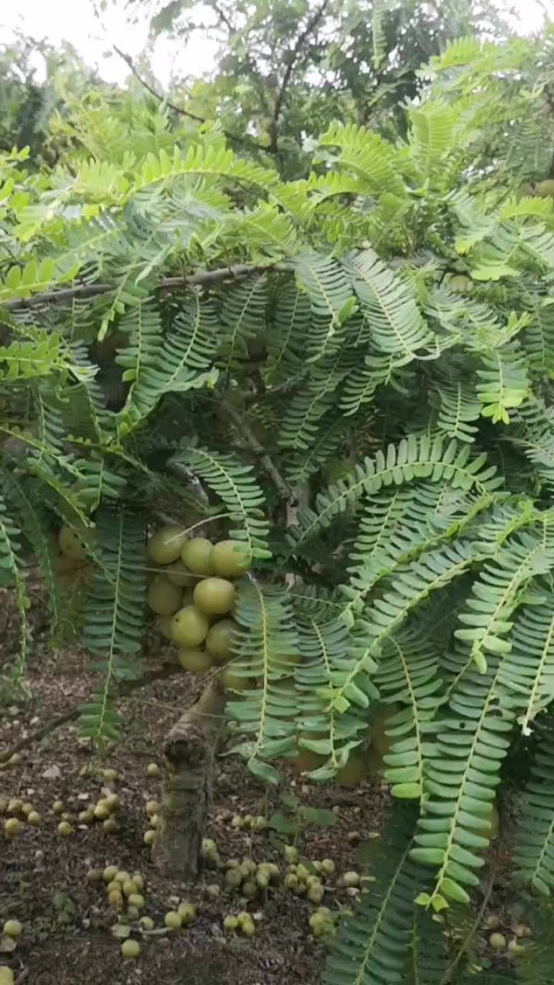 油干果产地自产自销