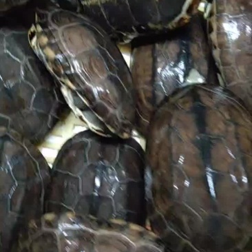 水塘养8年老草龟砍崩刀老龟19一斤