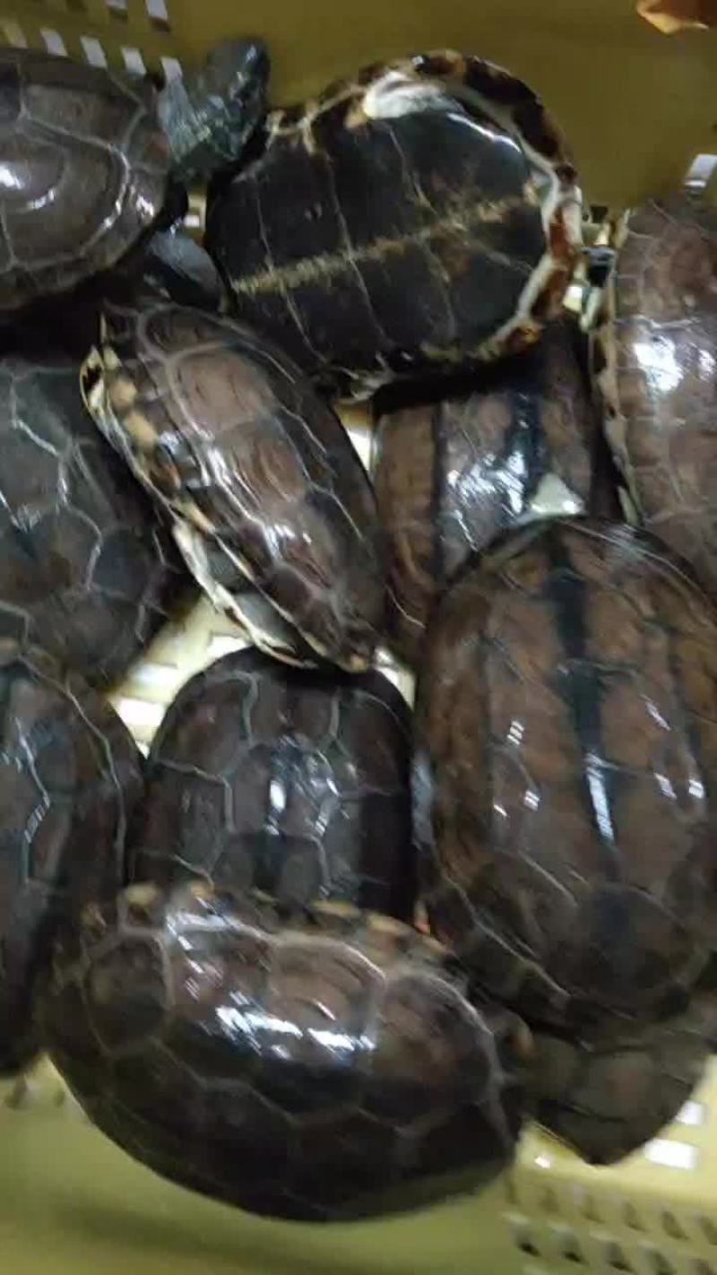 水塘养8年老草龟砍崩刀老龟19一斤