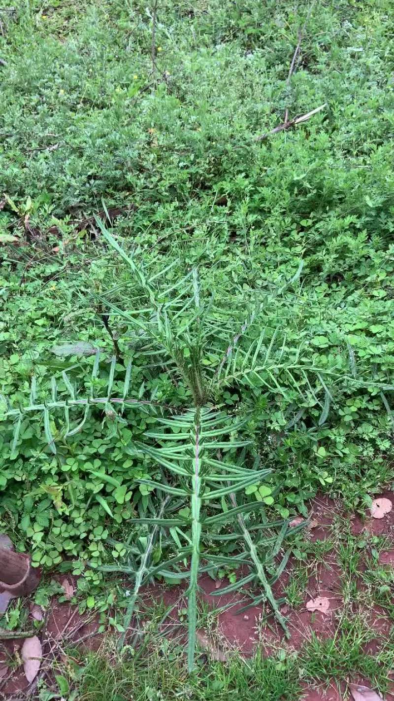实力供货云南野生马刺根，大蓟