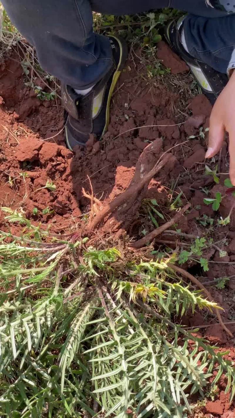 实力供货云南野生马刺根，大蓟