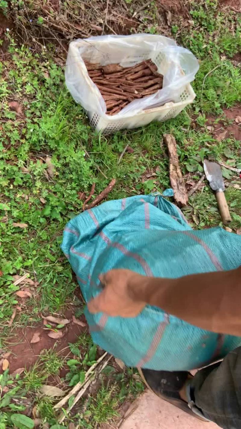 实力供货云南野生马刺根，大蓟