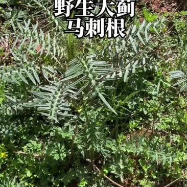 实力供货云南野生马刺根，大蓟