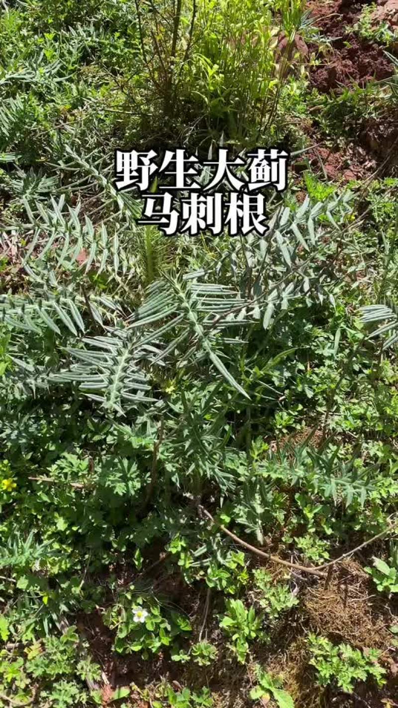 实力供货云南野生马刺根，大蓟