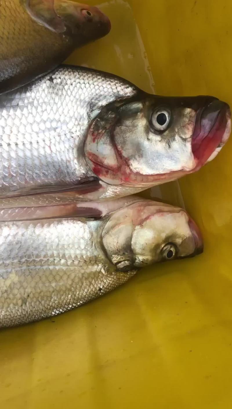 翘嘴