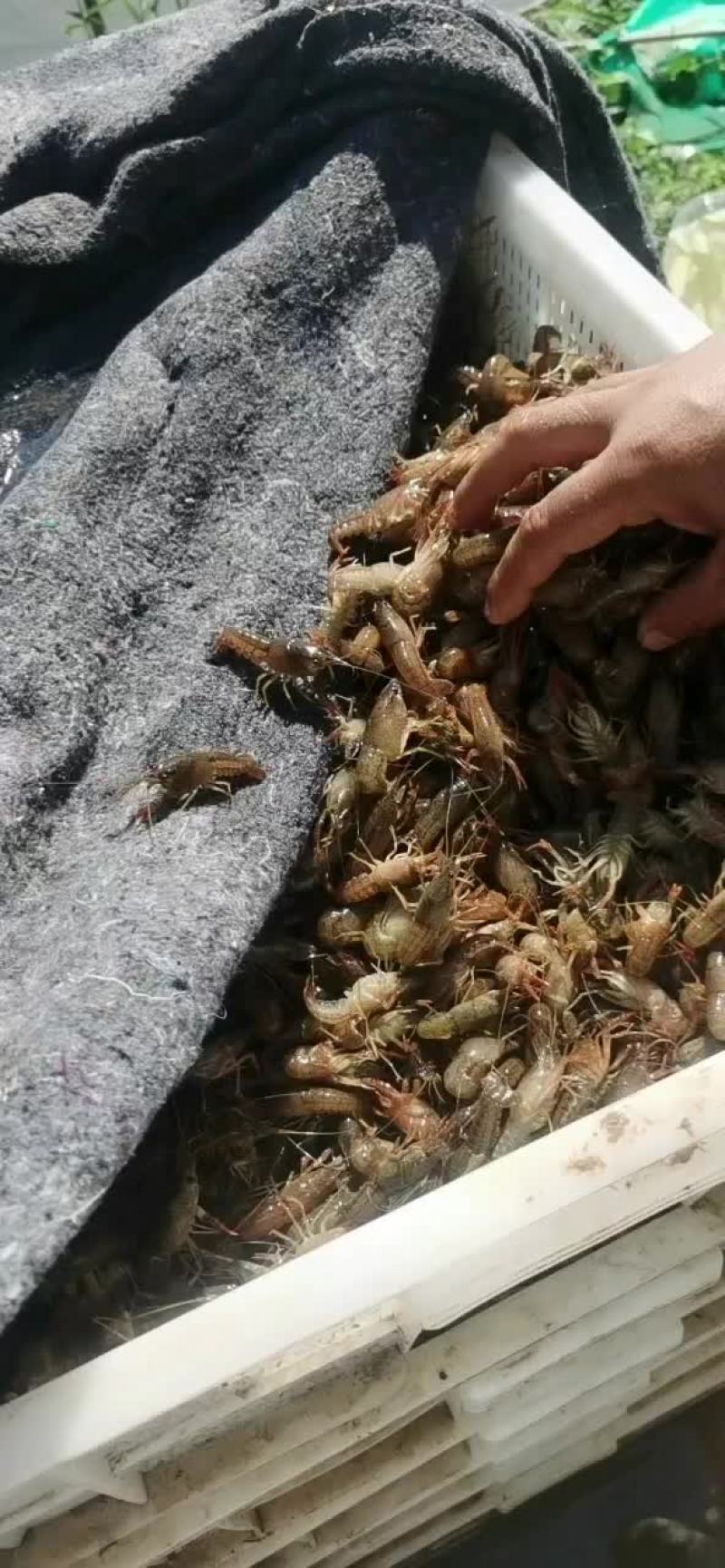 虾苗微山湖万亩龙虾养殖基地欢迎实地考察