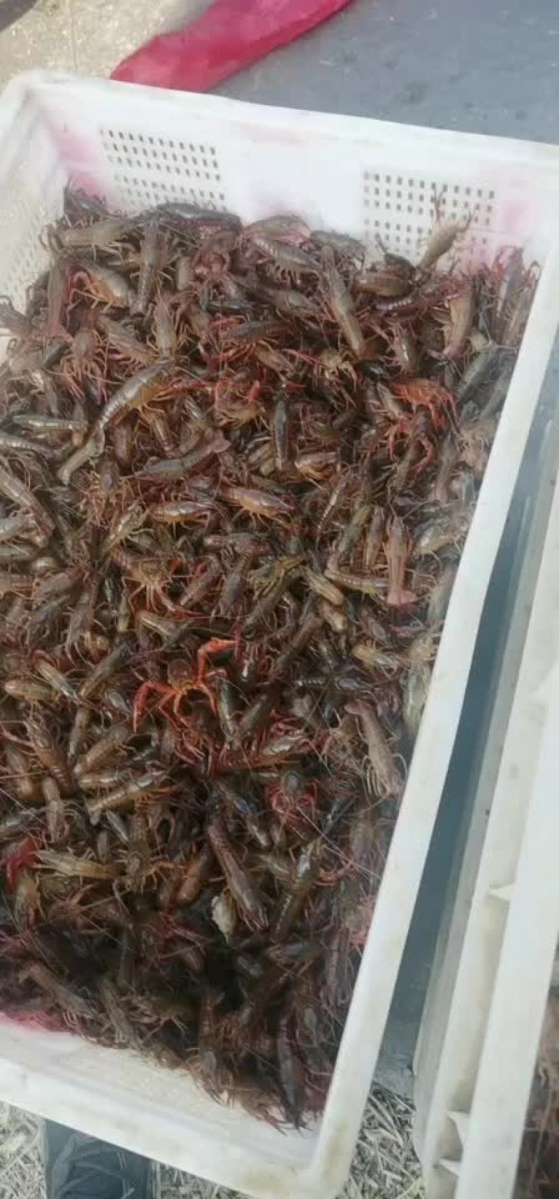 虾苗微山湖万亩龙虾养殖基地欢迎实地考察
