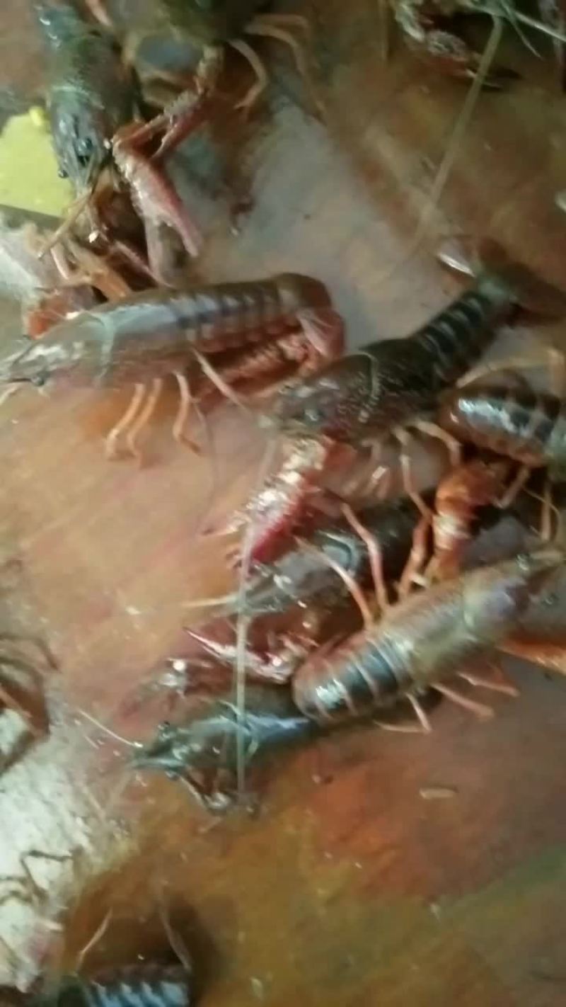 小龙虾