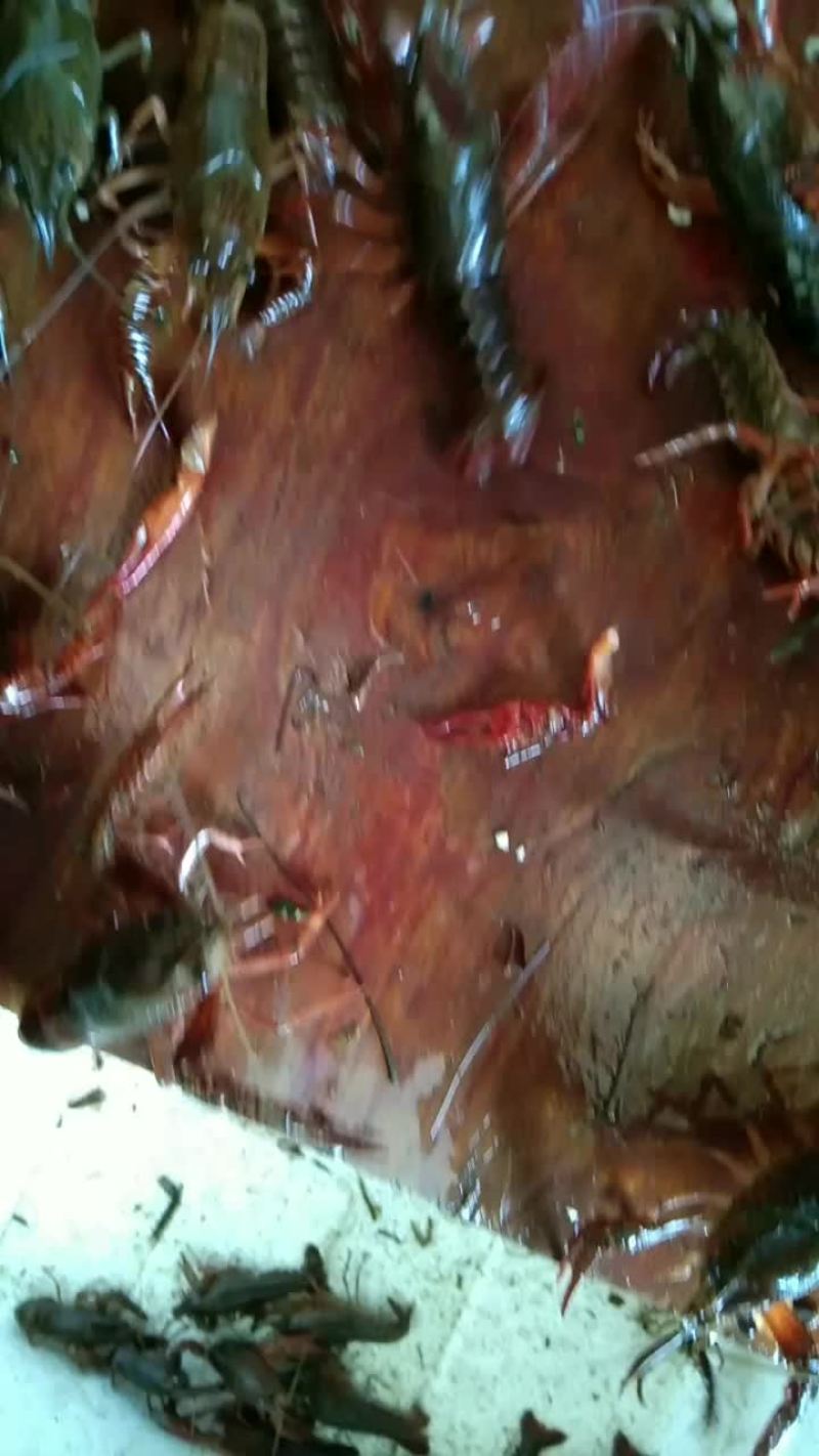 小龙虾