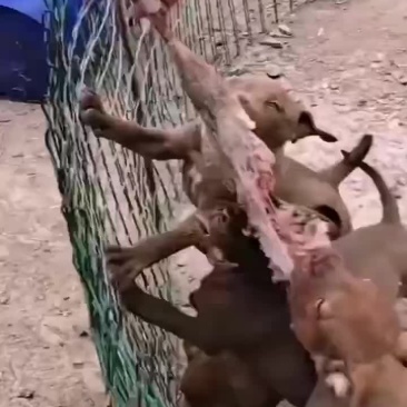 比特犬