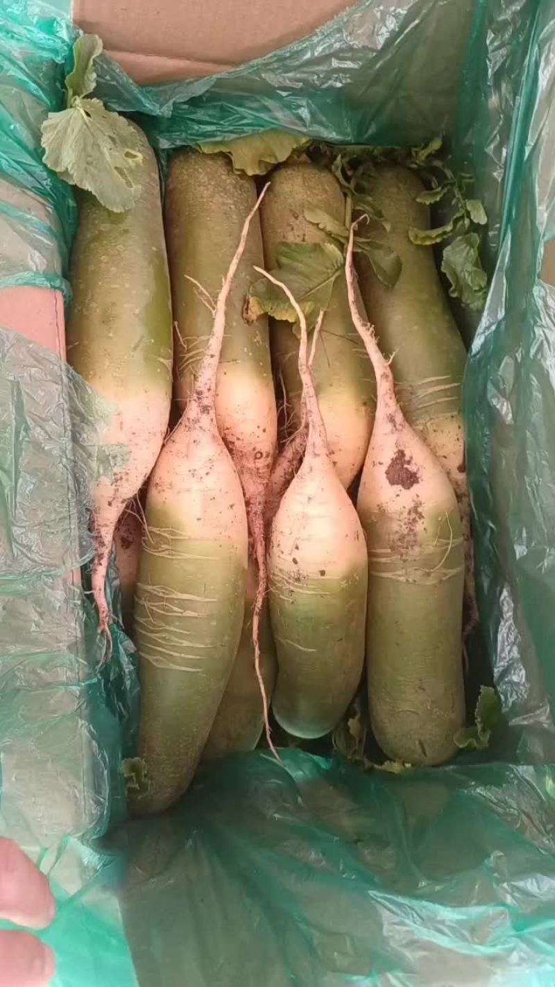 水果萝卜热卖中