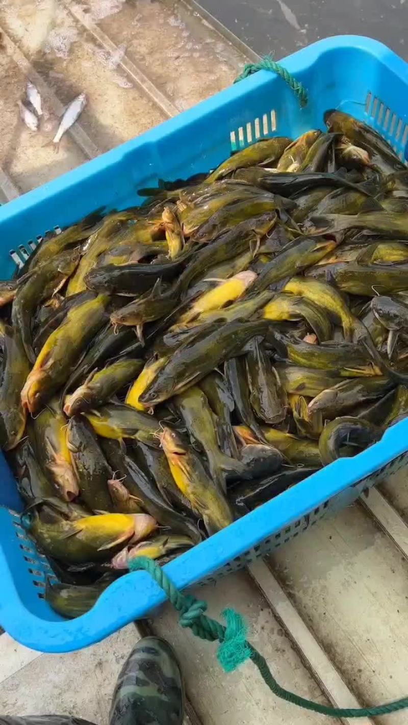 黄骨鱼