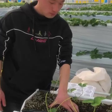无土栽培用的基质含有水洗椰糠土蛭石火山石草碳土等