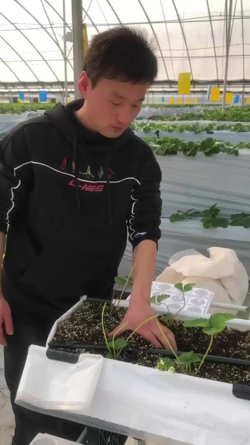 无土栽培用的基质含有水洗椰糠土蛭石火山石草碳土等