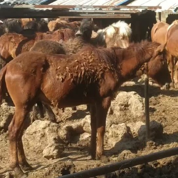 山东郓城肉马