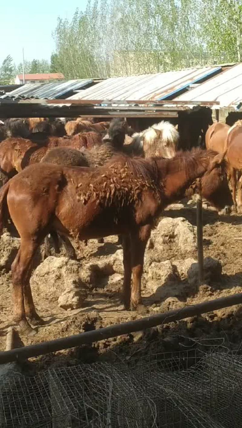山东郓城肉马