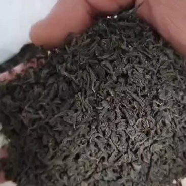 辣木茶