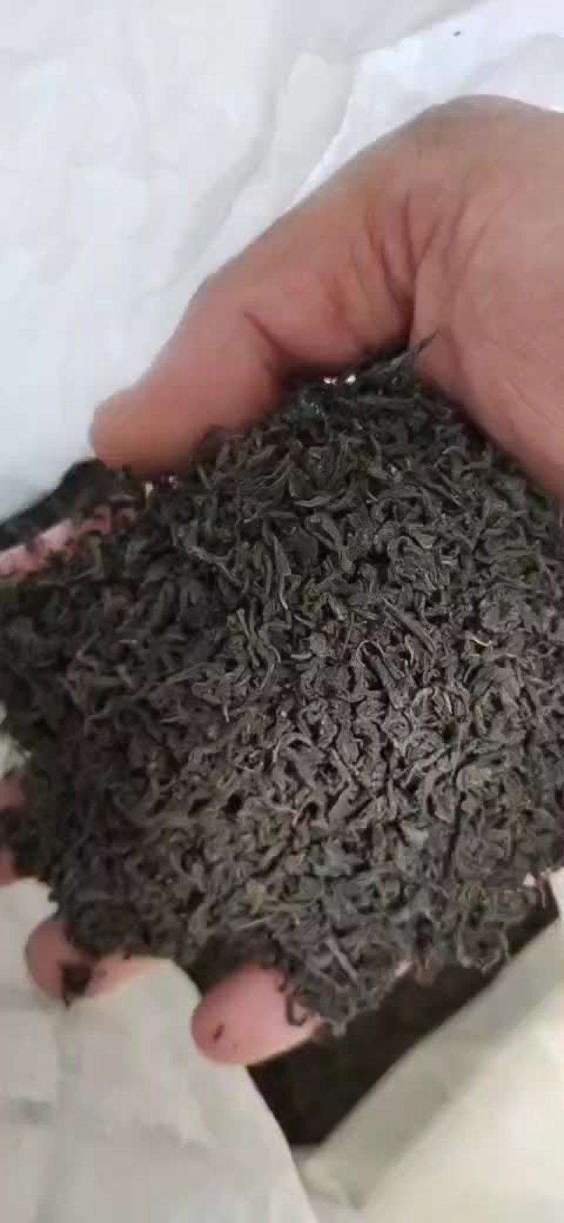 辣木茶