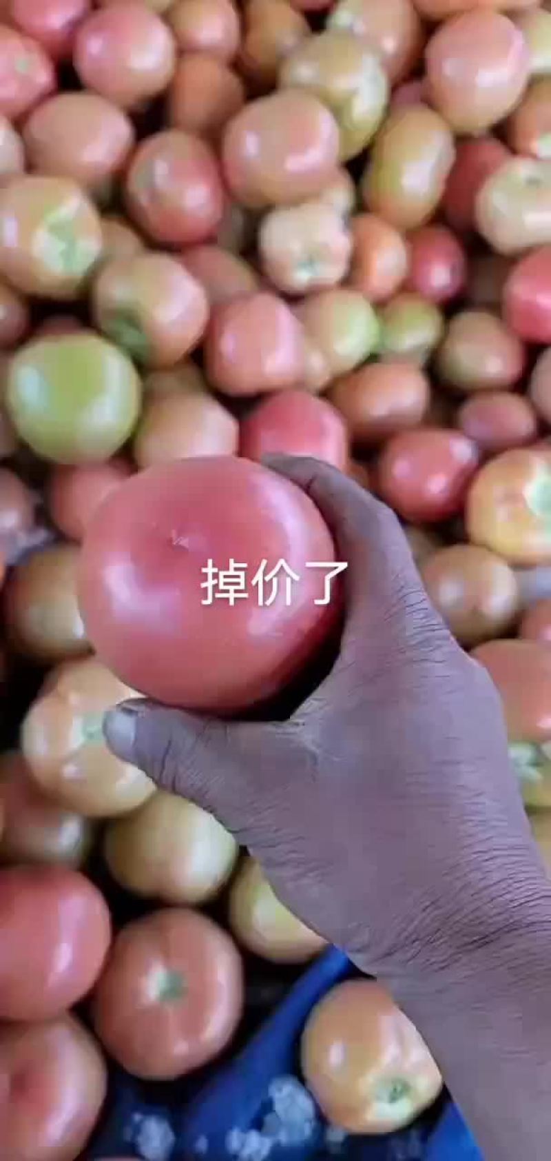 精品西红柿，大量上市。